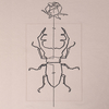 t-shirt BeEtLE cappuccino